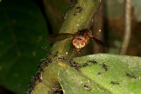 ヒメサスライアリを狙うベンガルバエ