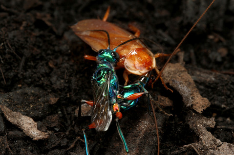 ������ɥ����֥�Х�Ampulex compressa