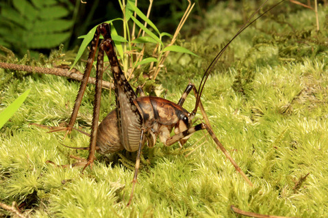 ¥¢¥Þ¥ß¥Þ¥À¥é¥«¥Þ¥É¥¦¥Þ