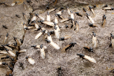 ¥¯¥í¥ª¥ª¥¢¥ê¤Î·ëº§Èô¹Ô