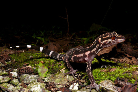 ��������ȥ�����ɥ�