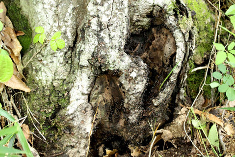 �ȥ�����