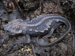 ���ܥ����