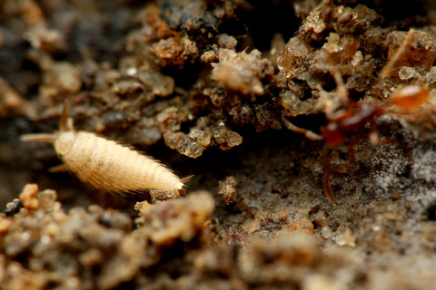 ヒメサスライアリのシミ