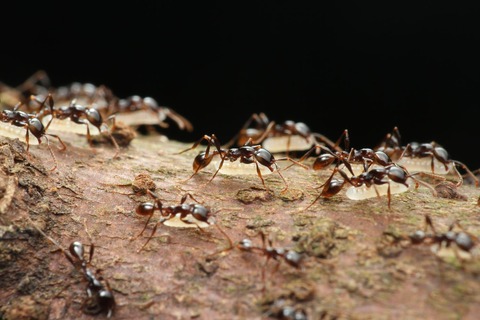 ヒメサスライアリ