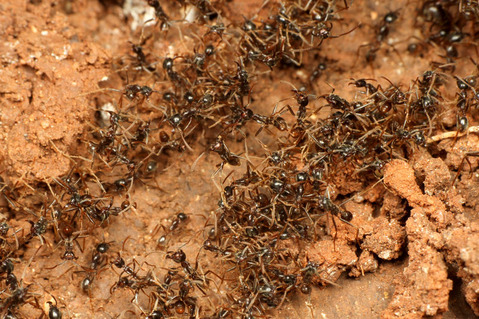 �ޥ륻���󥿥�����Labidus