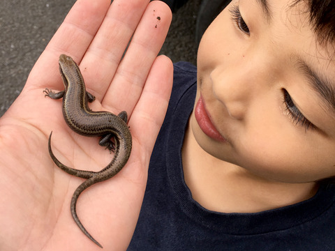 ニホントカゲの尾が二本