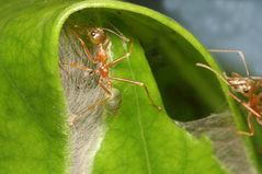 �ĥ८����