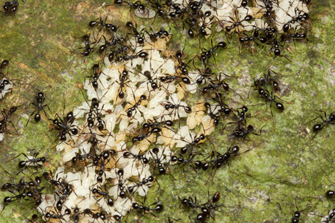 �ĥ�ҥ᥵���饤����