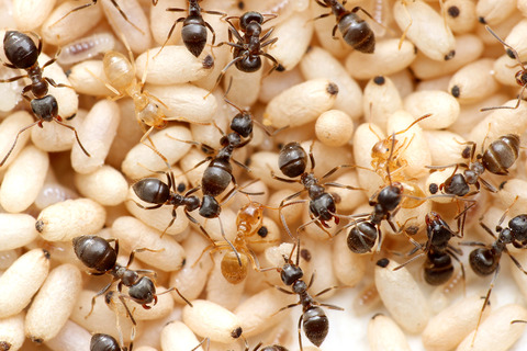 ���ᥤ��������