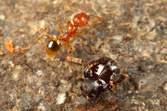 ����Υ����֥���ޥॷ