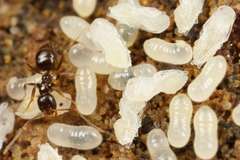 ���֥����ᥤ������