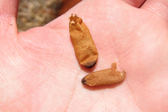 �֥�ɥå��������