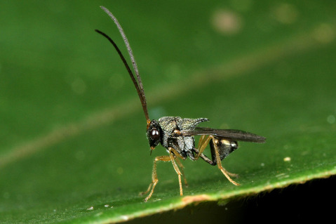 アリヤドリコバチ