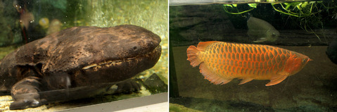 オオサンショウウオ