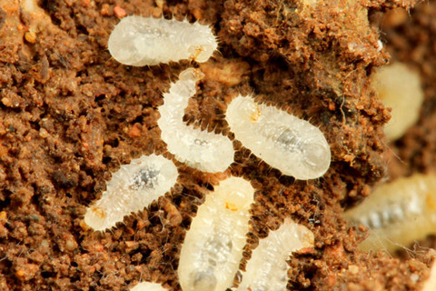 ���֥��ϥꥢ��