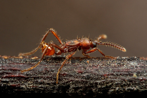 Aenictocupidus jacobsonorum