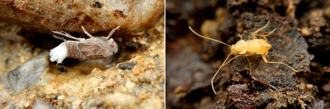 ¥ª¥Ó¥«¥ï¥¦¥ó¥«¡¡¥Û¥é¥¢¥Ê¥´