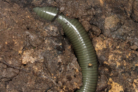 Âç·¿¥ß¥ß¥º