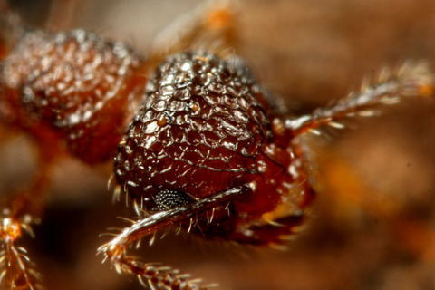 Ư���ʤ����ߥᥢ��