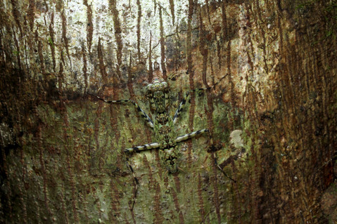 ���ޥ���