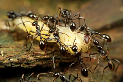 ¥Ä¥ä¥Ò¥á¥µ¥¹¥é¥¤¥¢¥ê