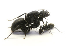 ������������򤳤����ȥ�����