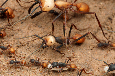 バーチェルグンタイアリEciton burchellii