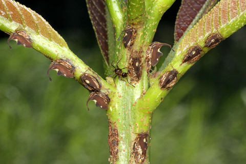 ¥·¥í¥ª¥Ó¥Ï¥¿¥¶¥ª¥Ä¥Î¥¼¥ßPyrgauchenia pendleburyi