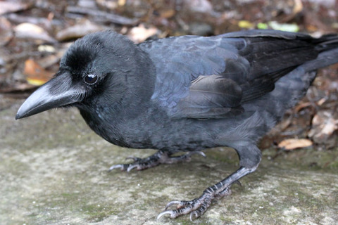 �����ϥ��֥ȥ��饹