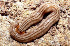 ���������ӥ�