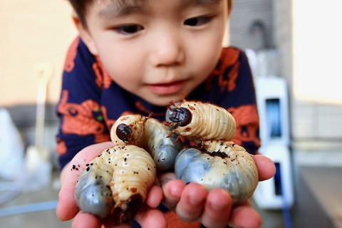 カブトムシの幼虫