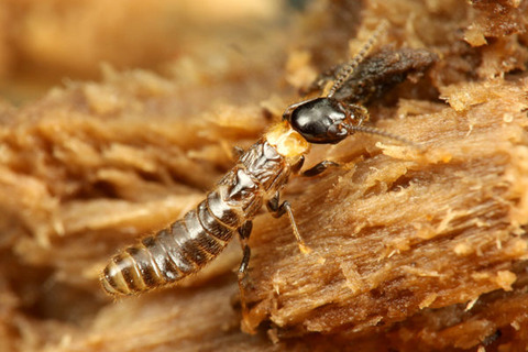 ��ޥȥ�������