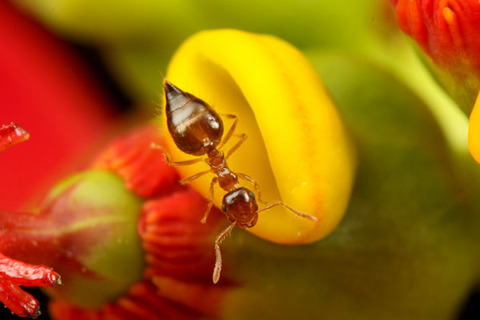 ¥·¥ê¥¢¥²¥¢¥ê