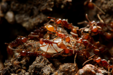 ヒメサスライアリ