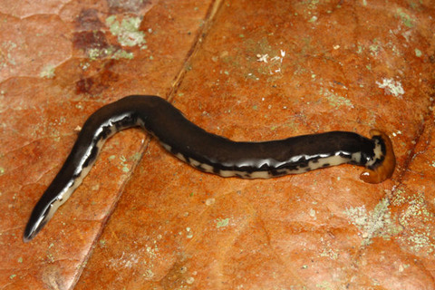 ���������ӥ롡�ޥ졼����