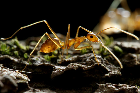 ¥¢¥·¥Ê¥¬¥¥¢¥ê