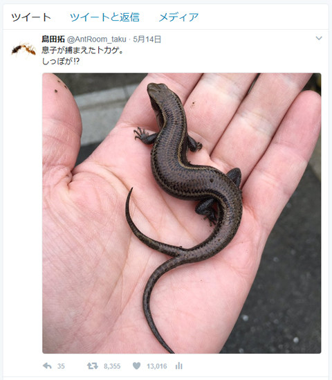 ニホントカゲの尾が二本