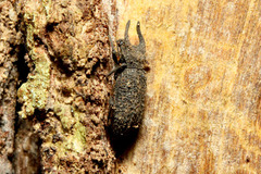 ���ߥॷ���ޥ�