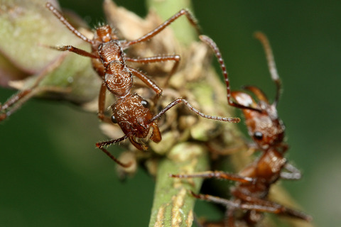 �ǥ���ϥꥢ��Ectatomma