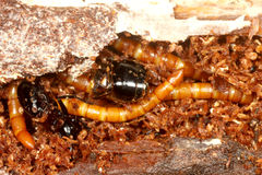 ムネアカオオアリが・・・