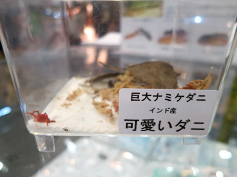 ジャパンレプタイルズショー2012