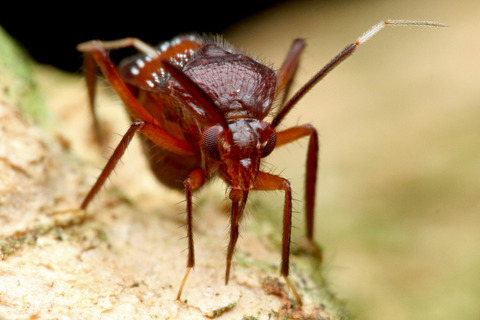 ヨロイアリとカスミカメ