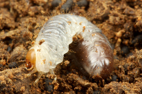甲虫の幼虫
