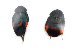 ��ꥴ���֥�