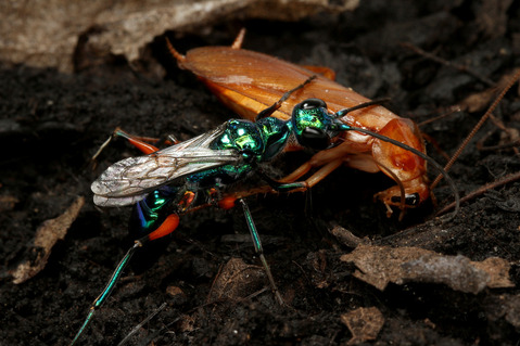 ������ɥ����֥�Х�Ampulex compressa