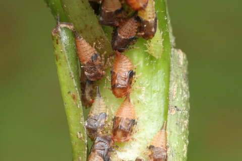 ¥¢¥·¥Ê¥¬¥¥¢¥ê