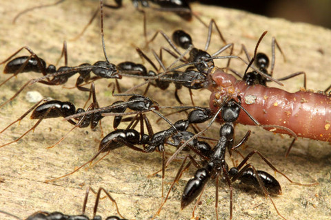 �ϥ���ϥꥢ��