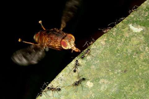 ヒメサスライアリを狙うベンガルバエ