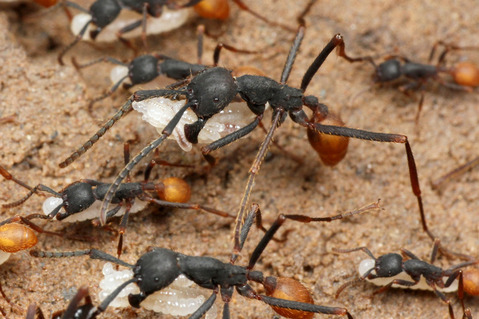 �С������륰�󥿥�����Eciton burchellii